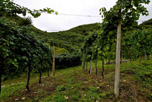 2025/07/07 Farra di Soligo Proc. 311/2022 Lotto 2
