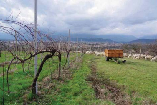 2025/10/21 Susegana Proc. 320/2023, Lotto 2